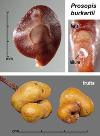   Fruit, seed:     Prosopis burkartii,nbsp; seed (upper left) with pleurogram visible; Photo by J. Scher, Federal Noxious Weed Disseminules of the US
